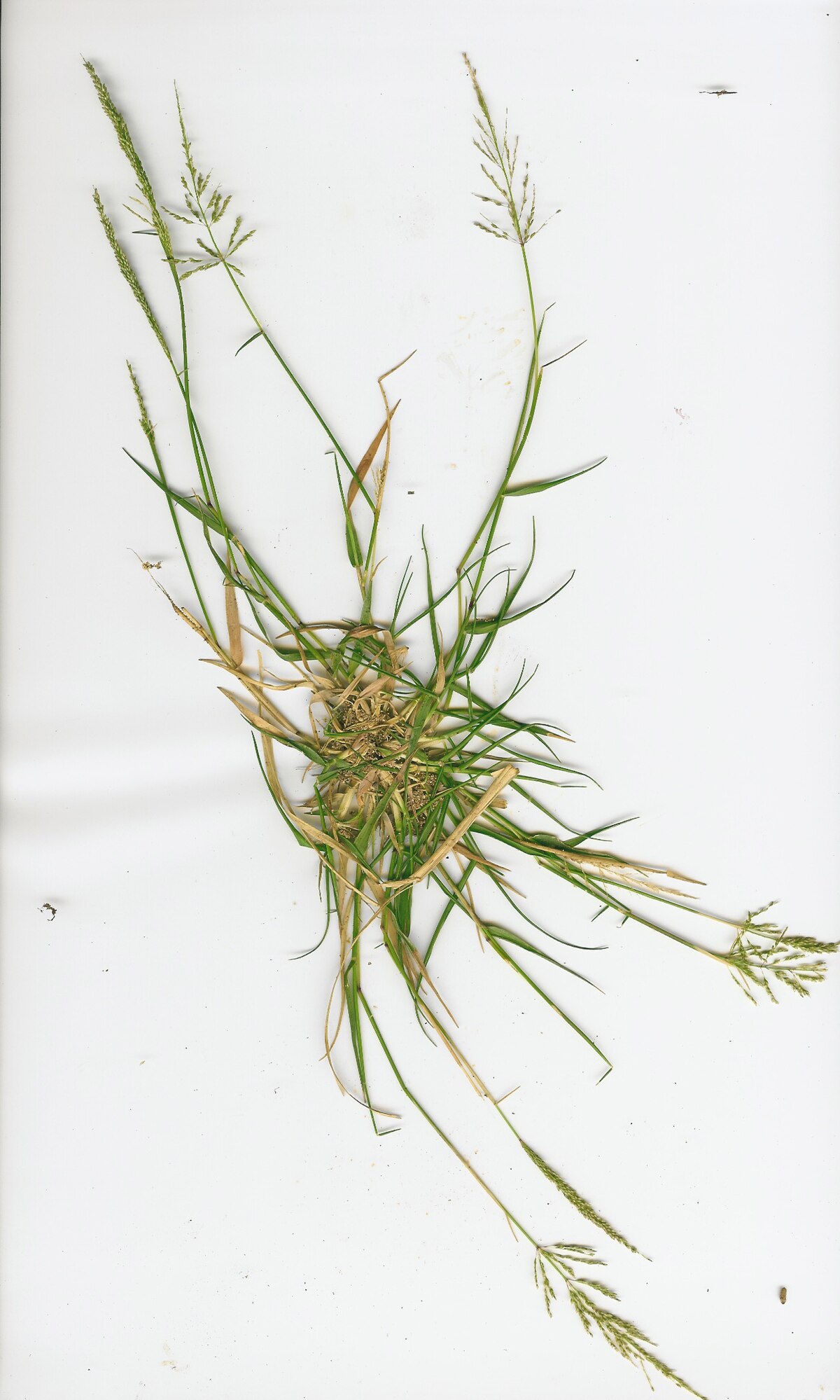 Sporobolus