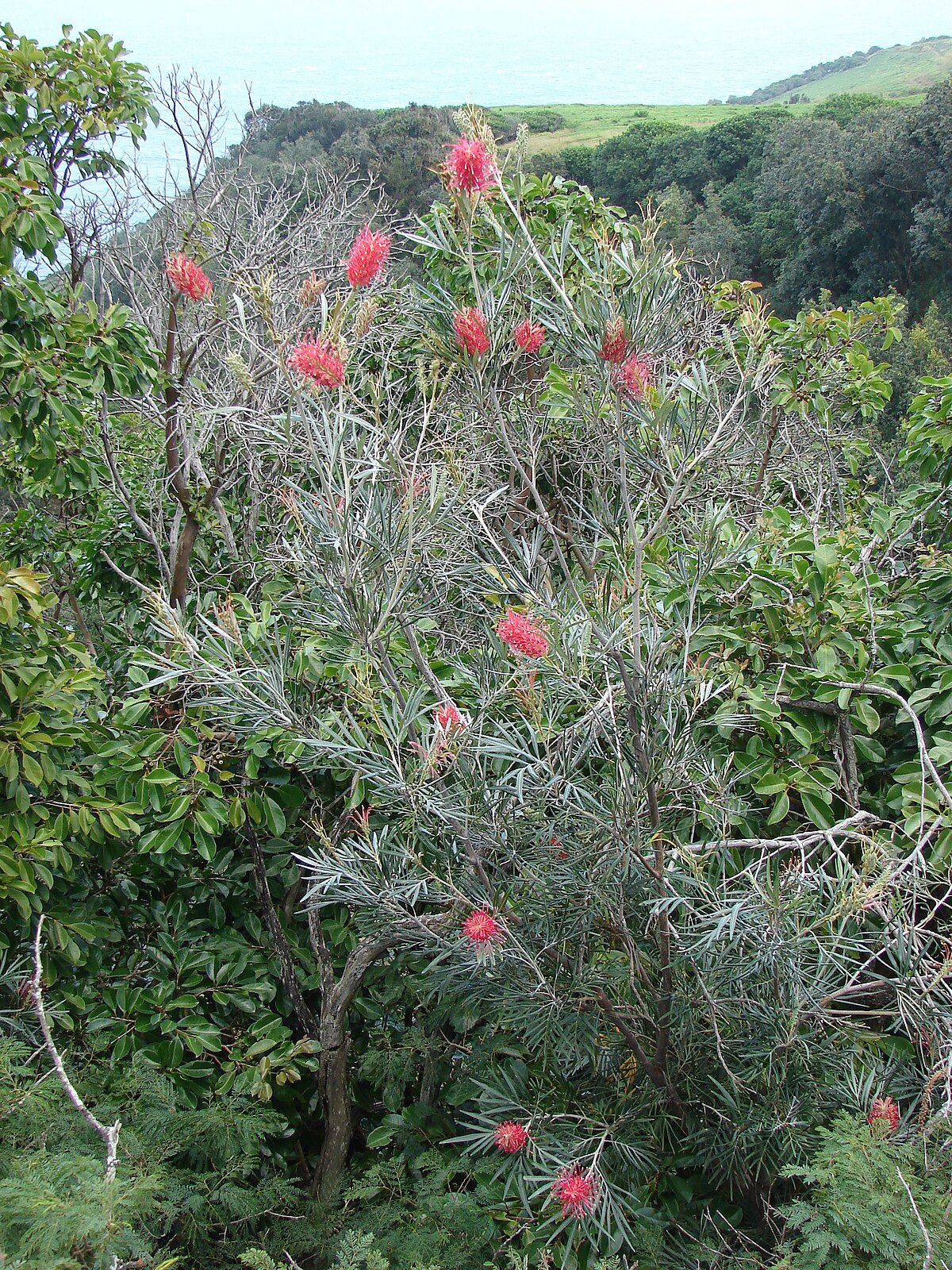 Grevillea banksii