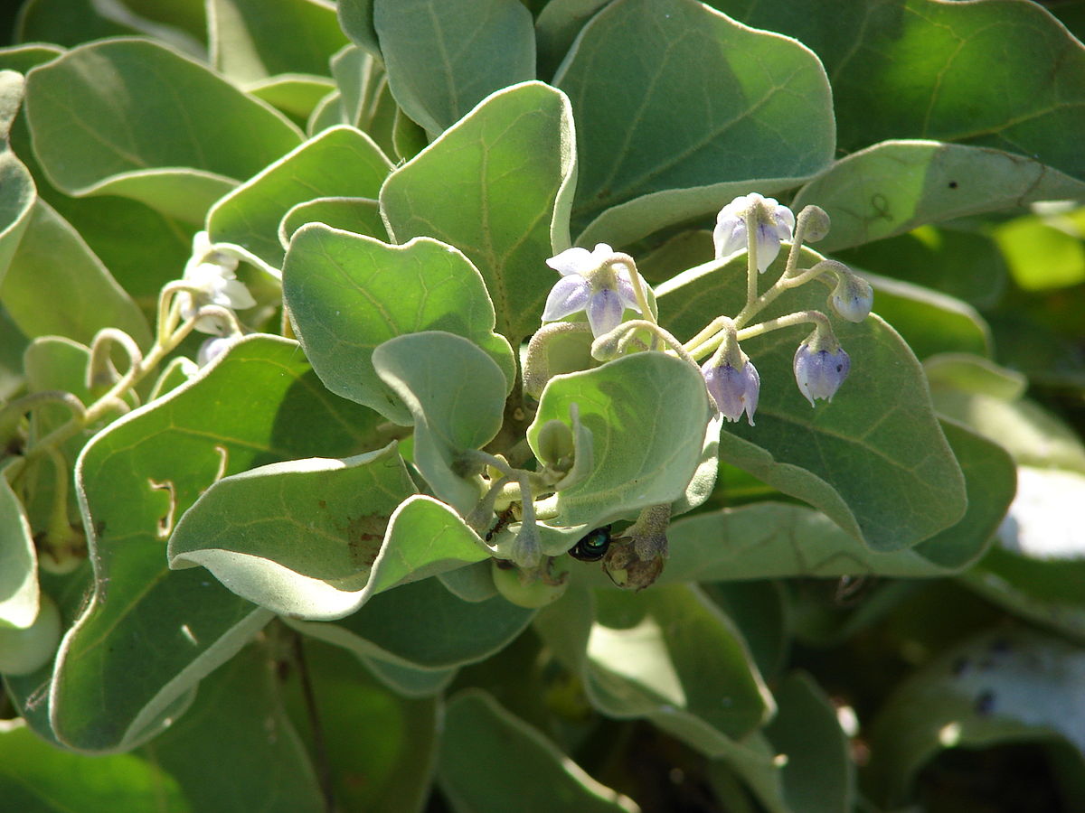 Solanoideae