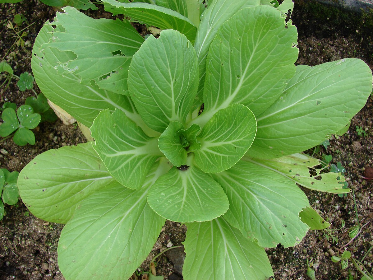 Bok choy