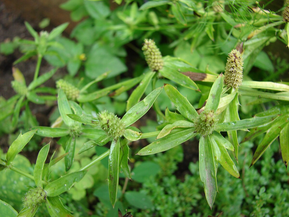 Eryngium foetidum