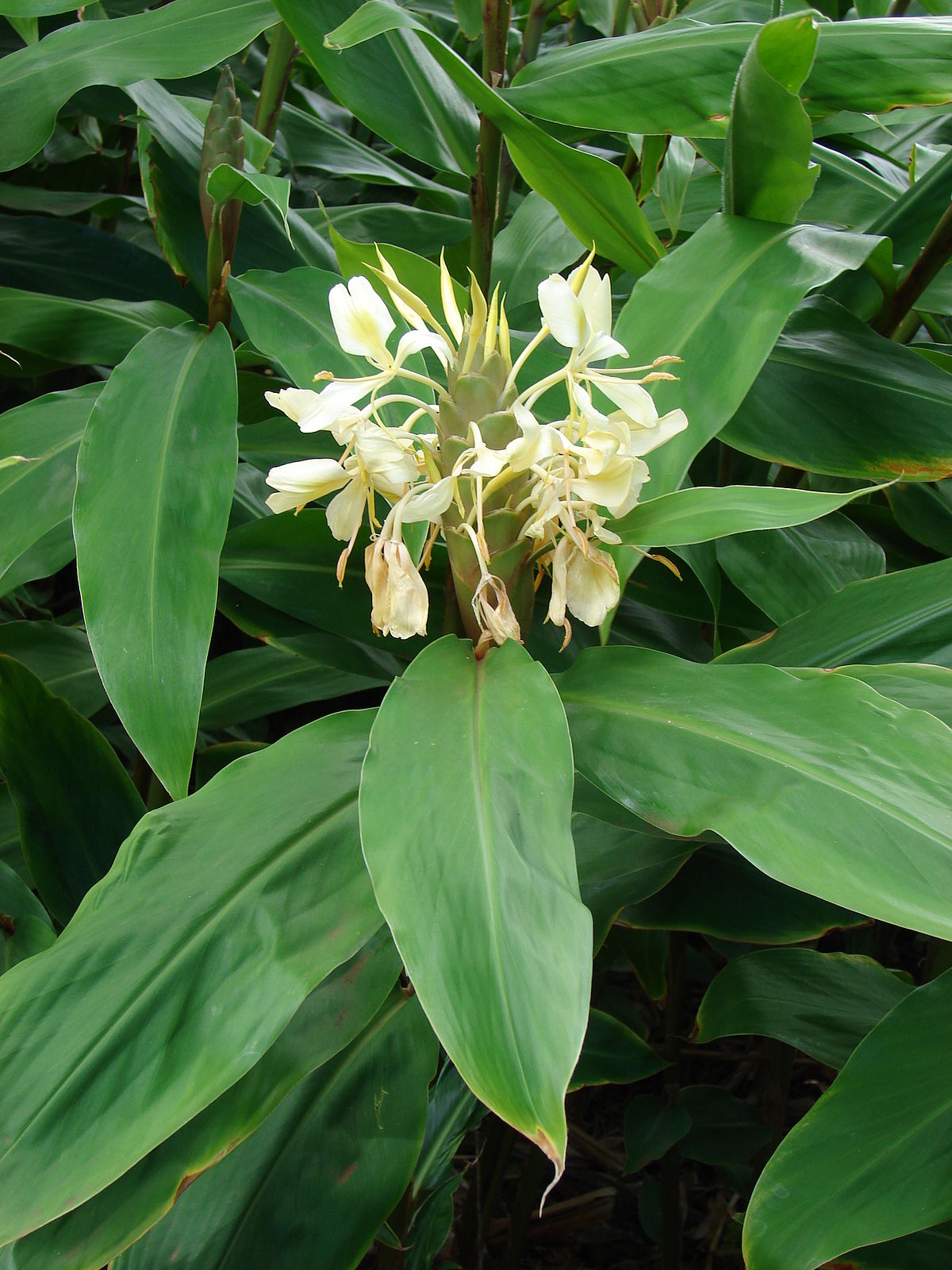 Hedychium