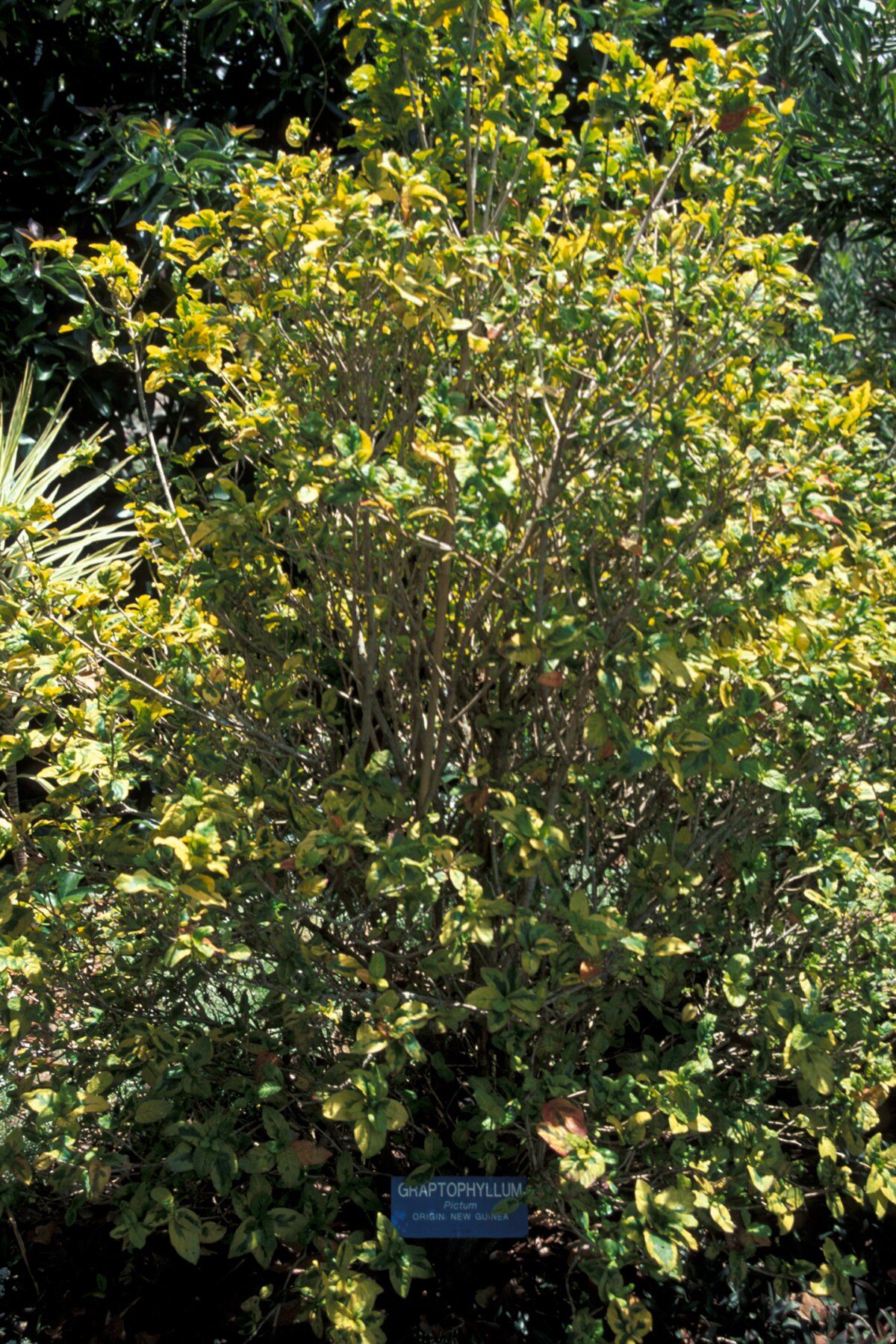 Graptophyllum