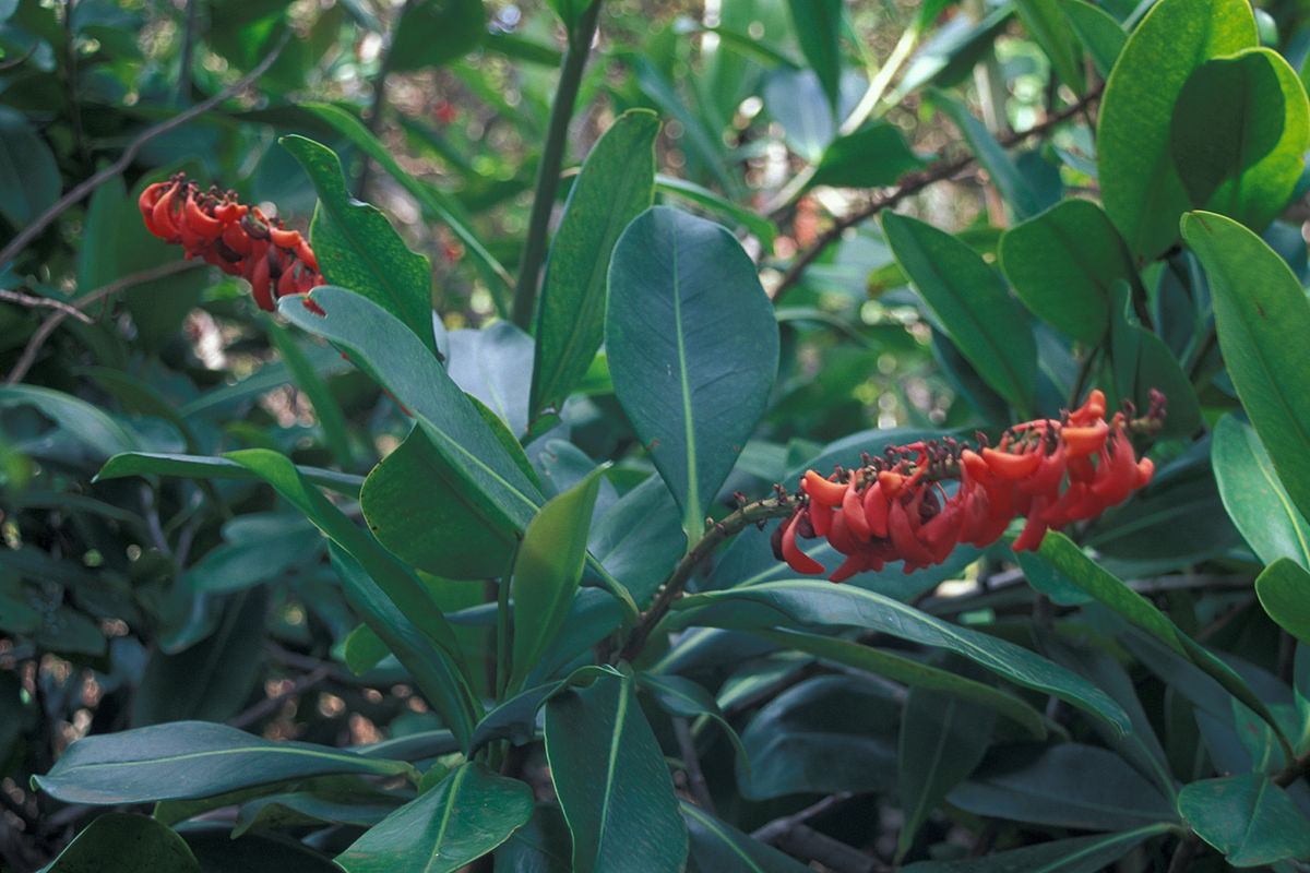 Marcgraviaceae