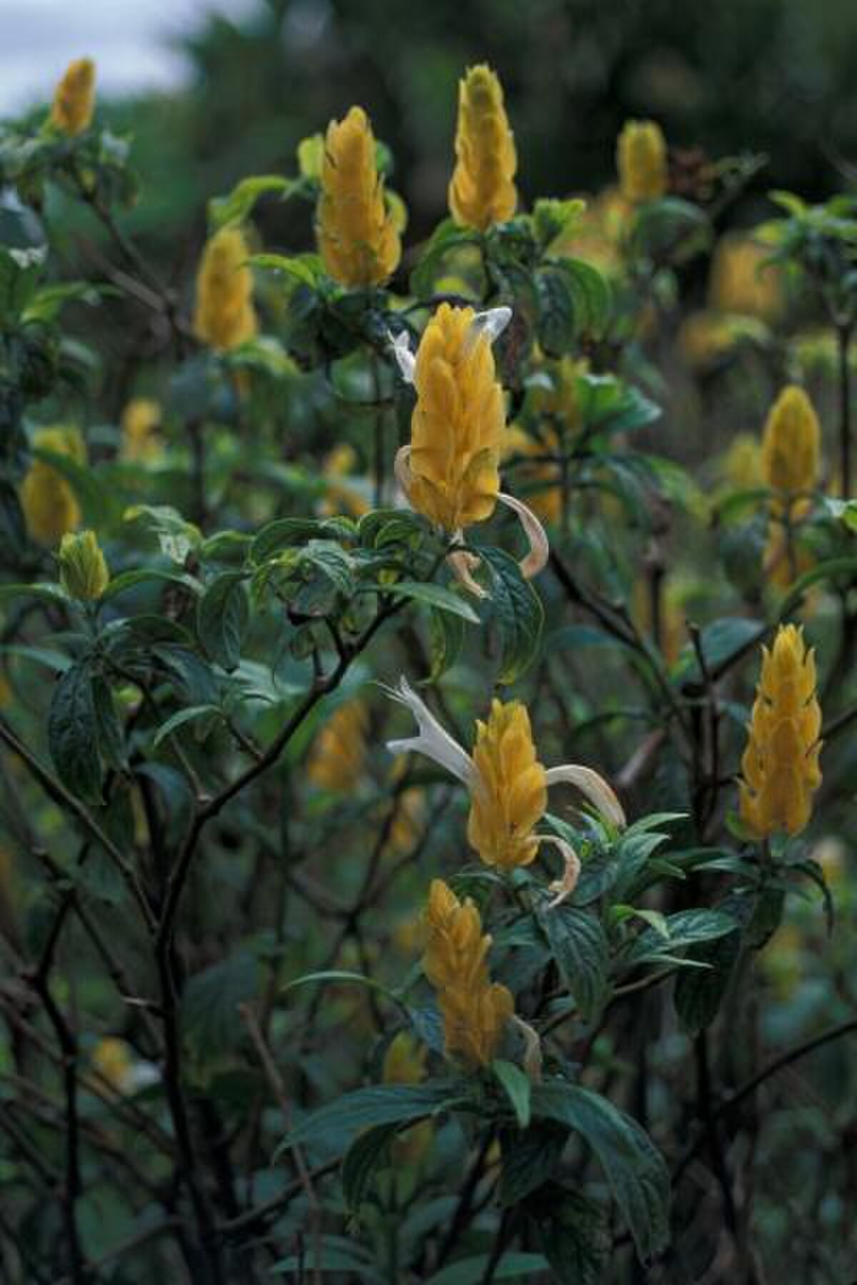 Pachystachys