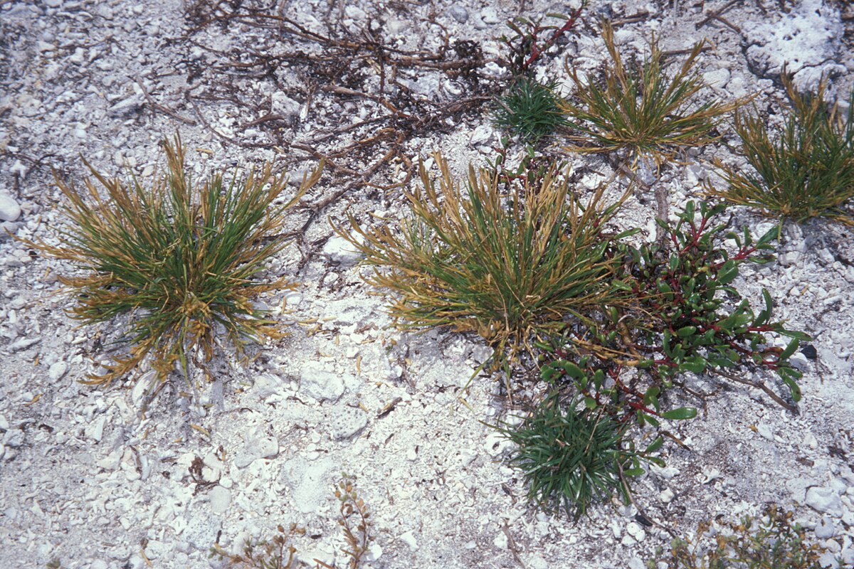 Eragrostis