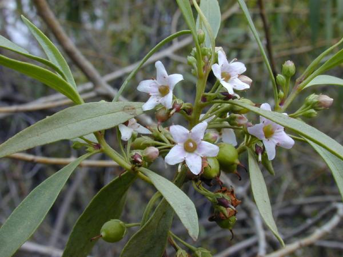 Myoporum