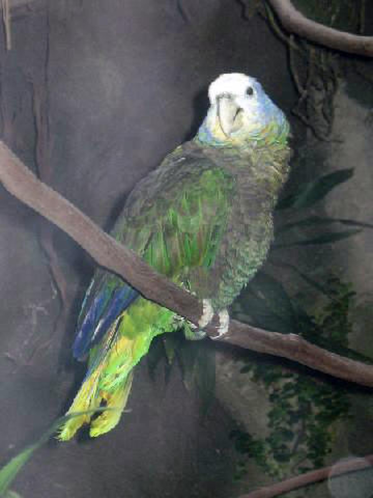 Amazone de Saint-Vincent