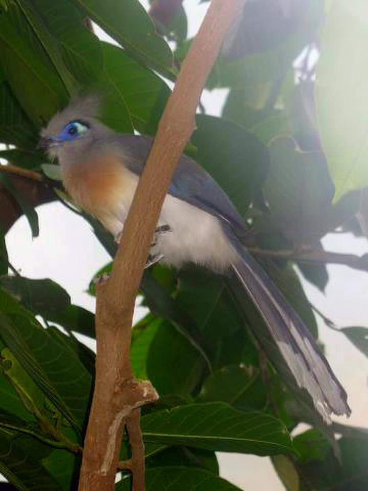 Coua huppé