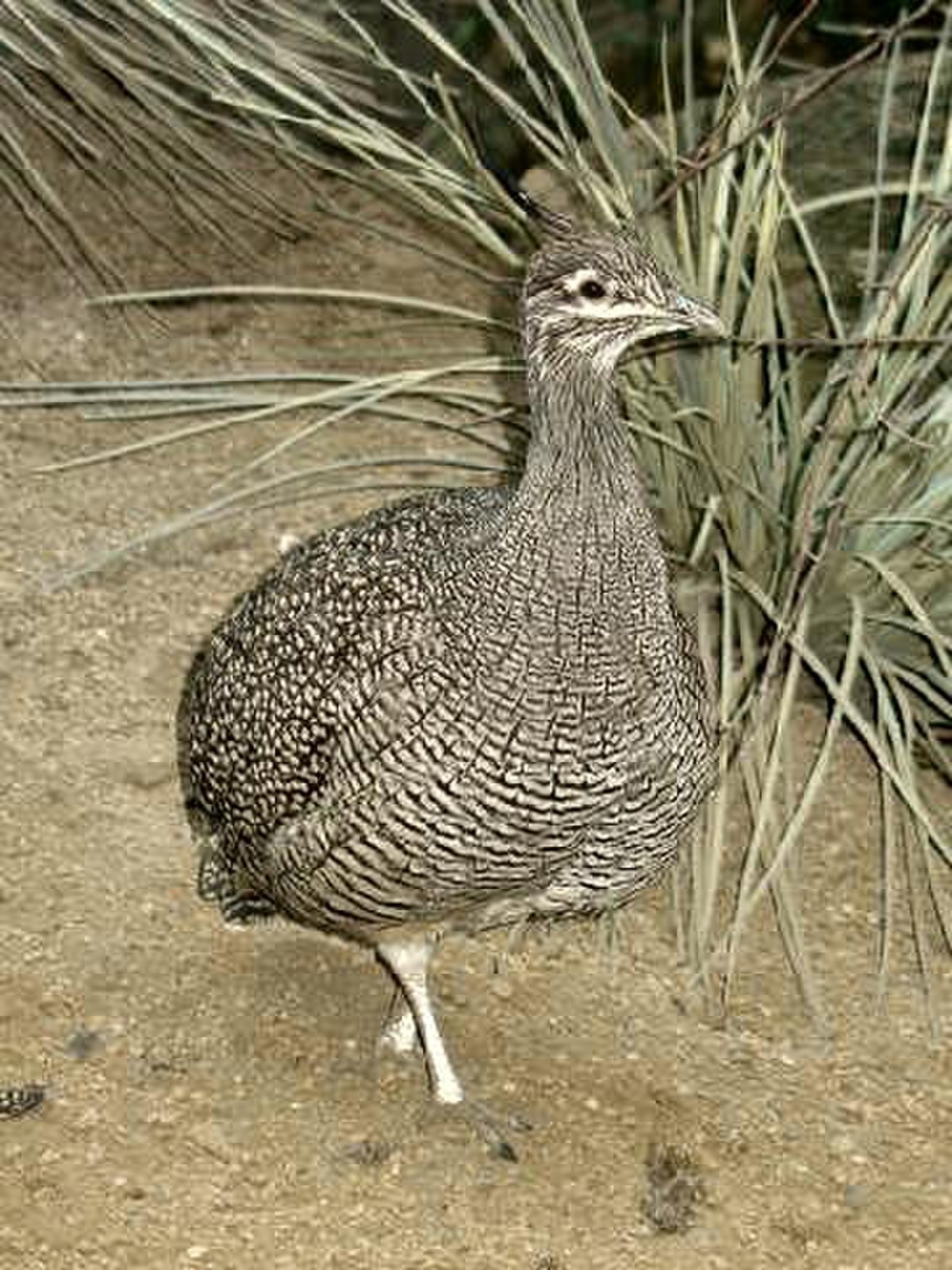 Tinamou élégant