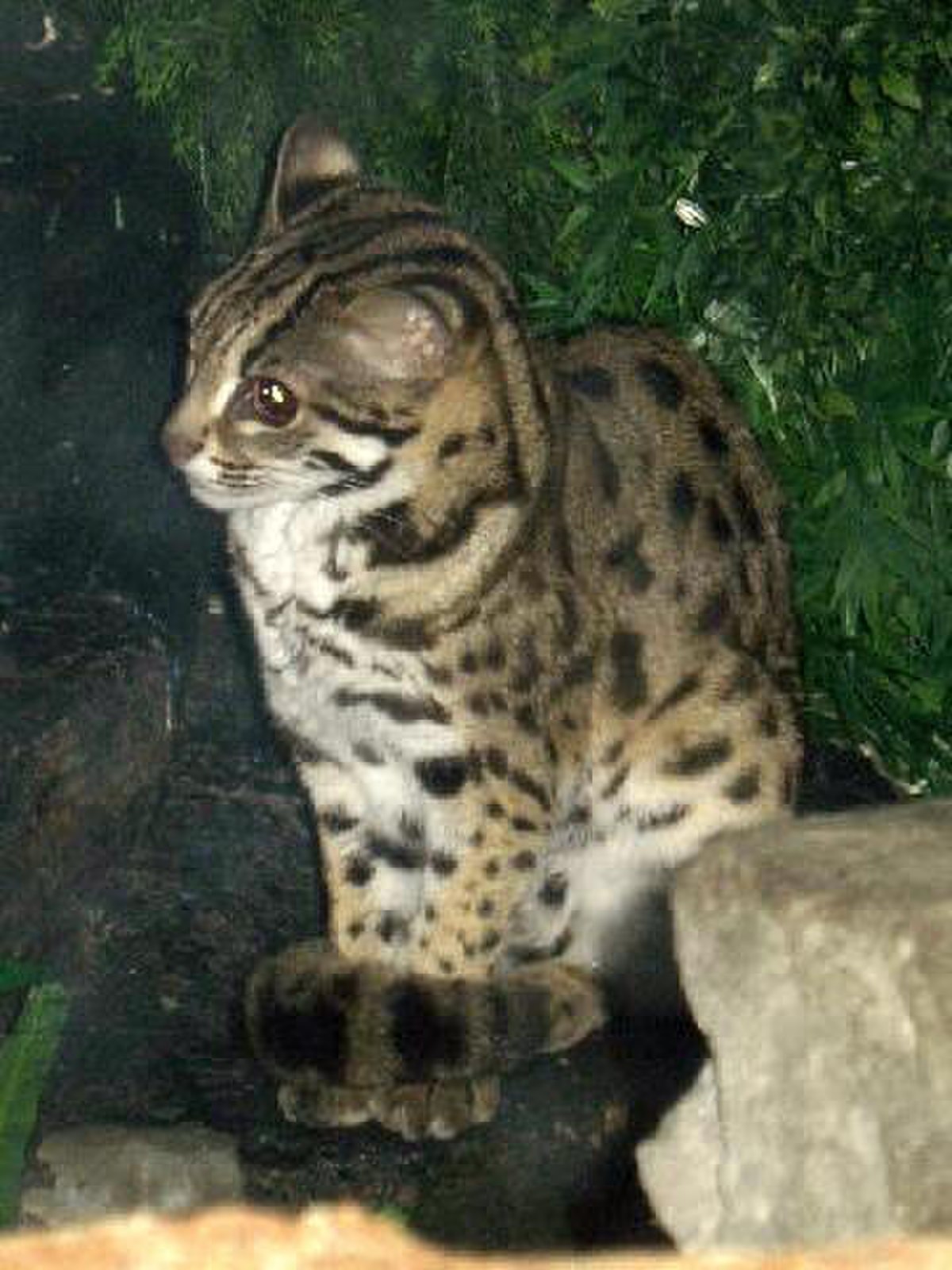 Chat-léopard