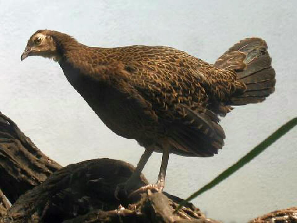Stavenn Gallus varius 00.jpg
