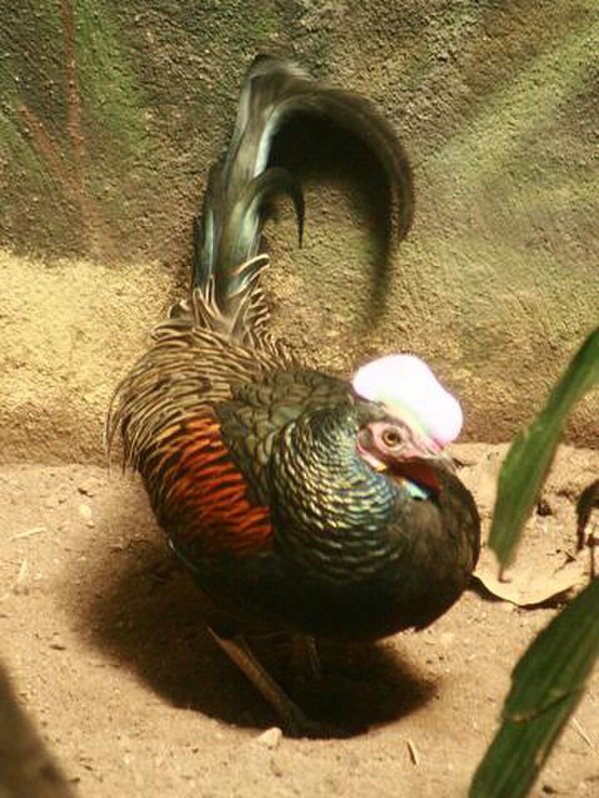 Coq de Java