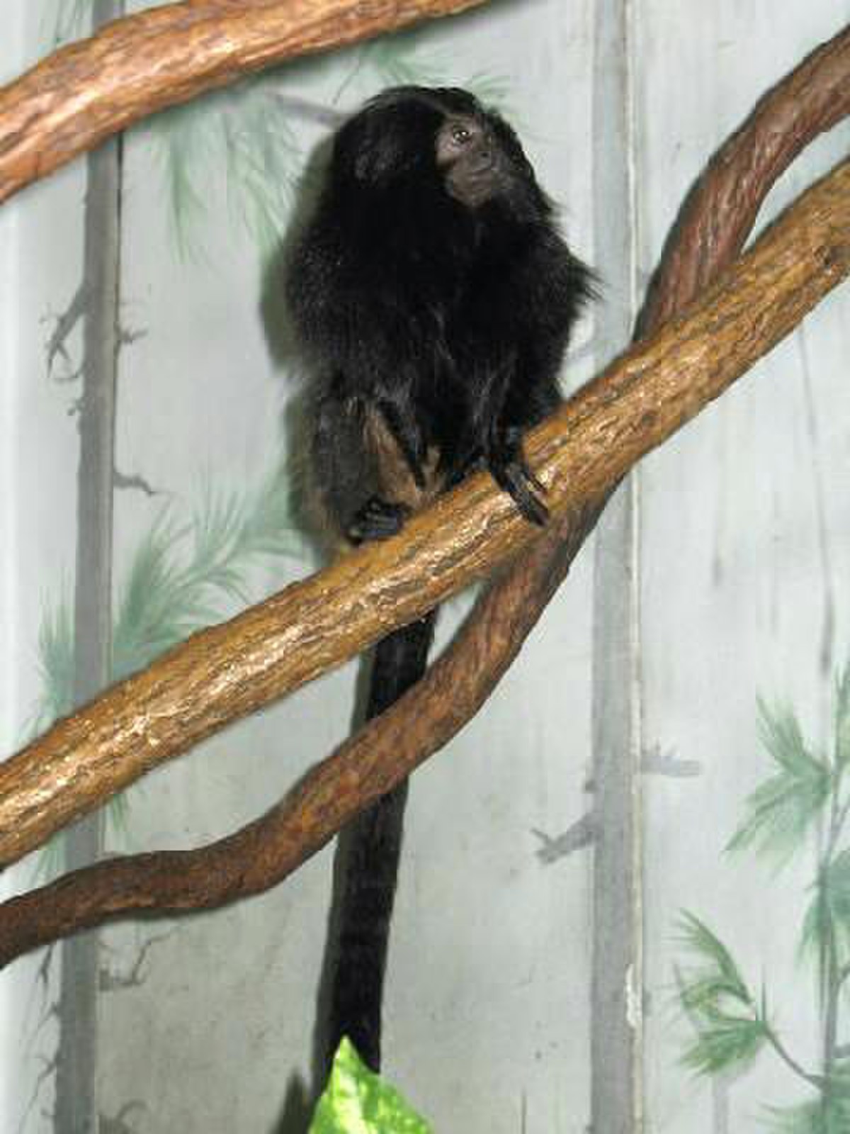 Tamarin lion à croupe dorée