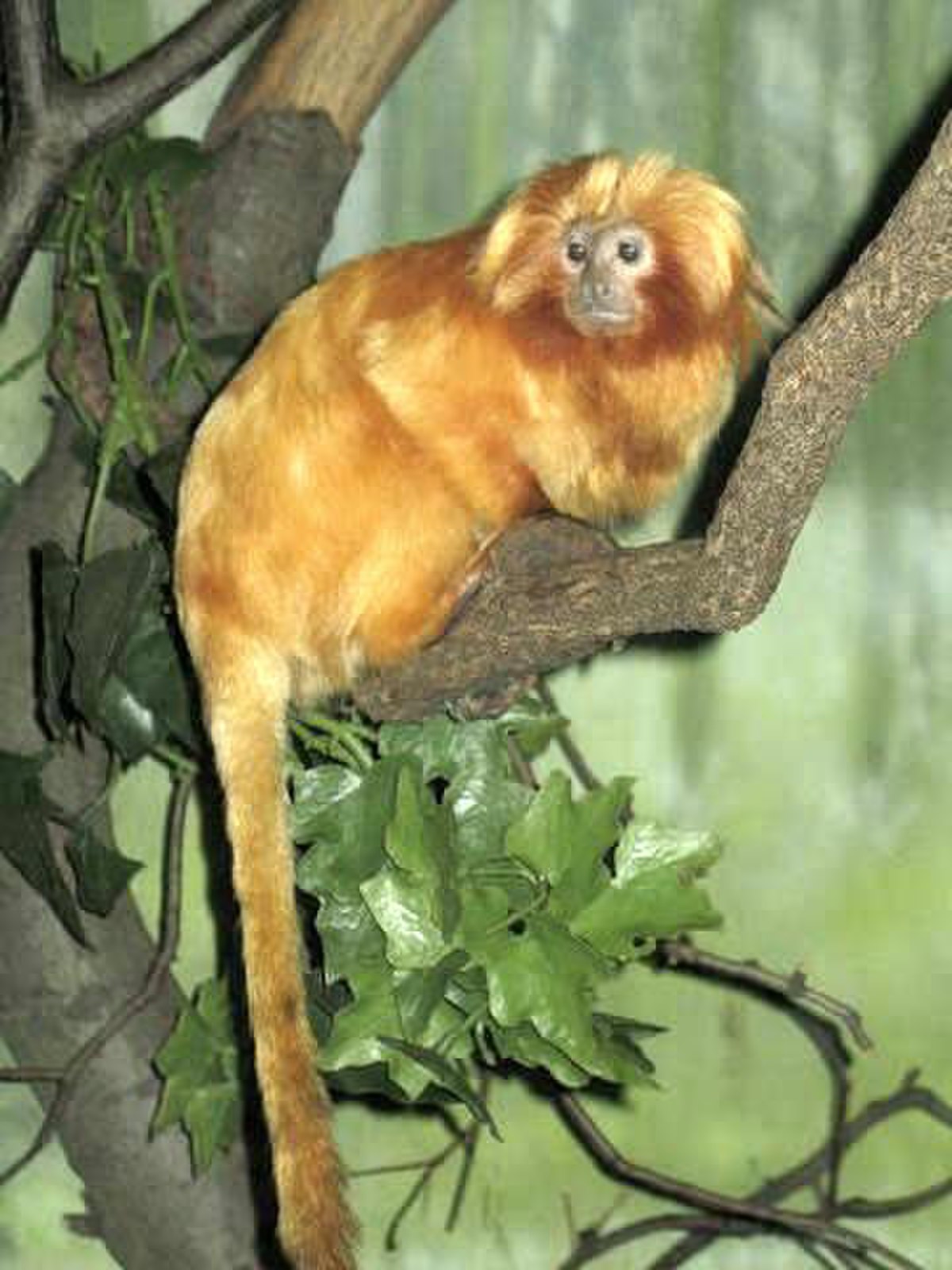 Tamarin lion doré