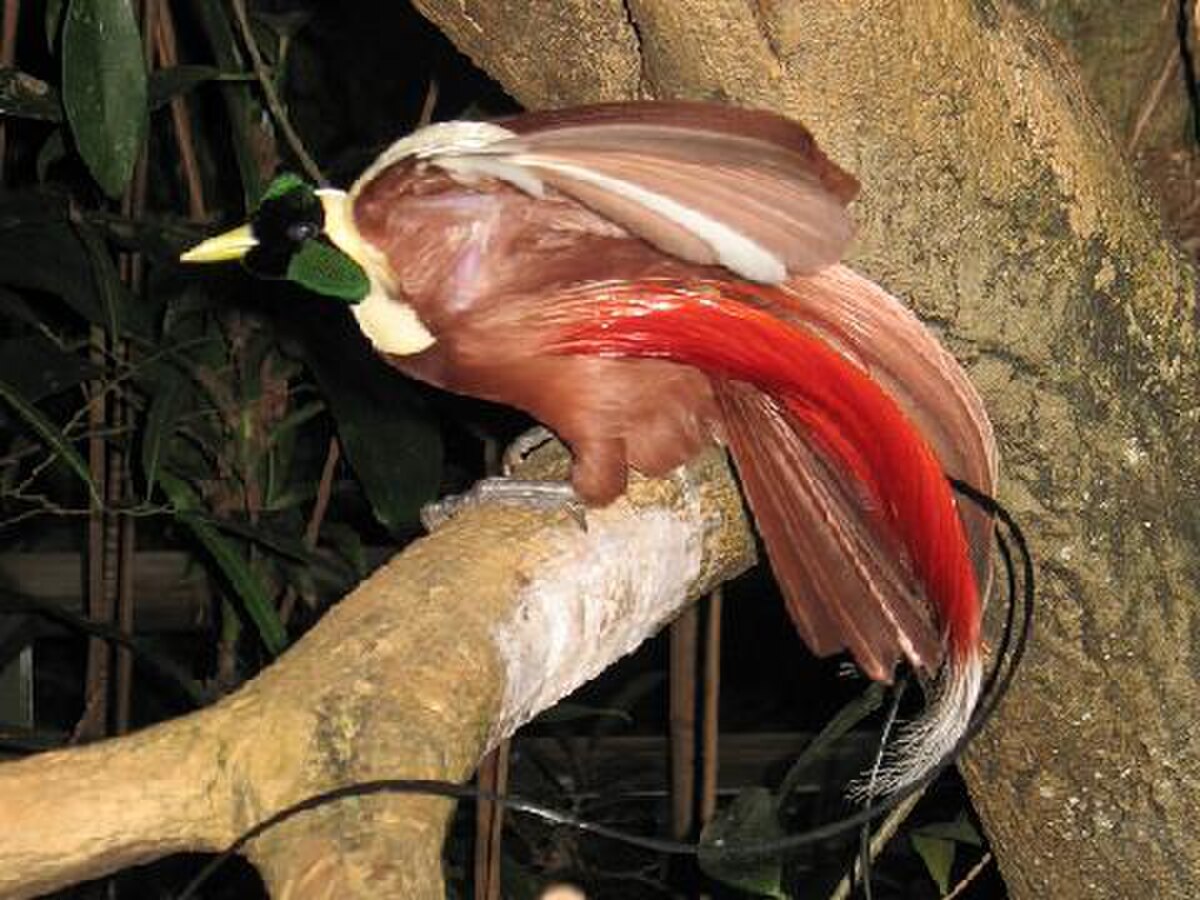 Paradisaea
