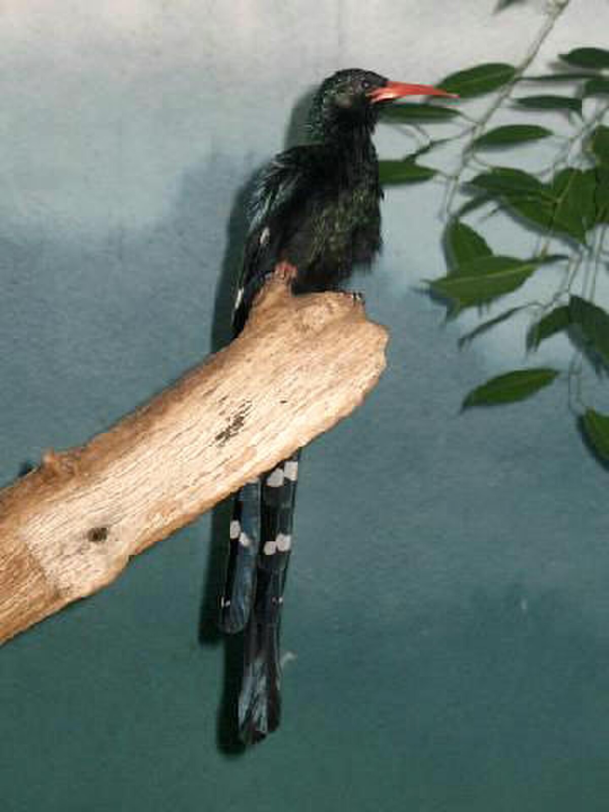 Phoeniculidae
