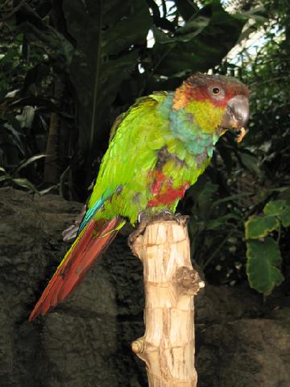 Conure tiriba
