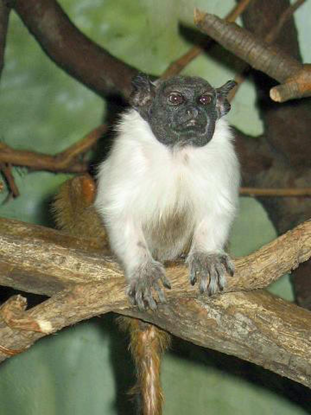 Tamarin bicolore