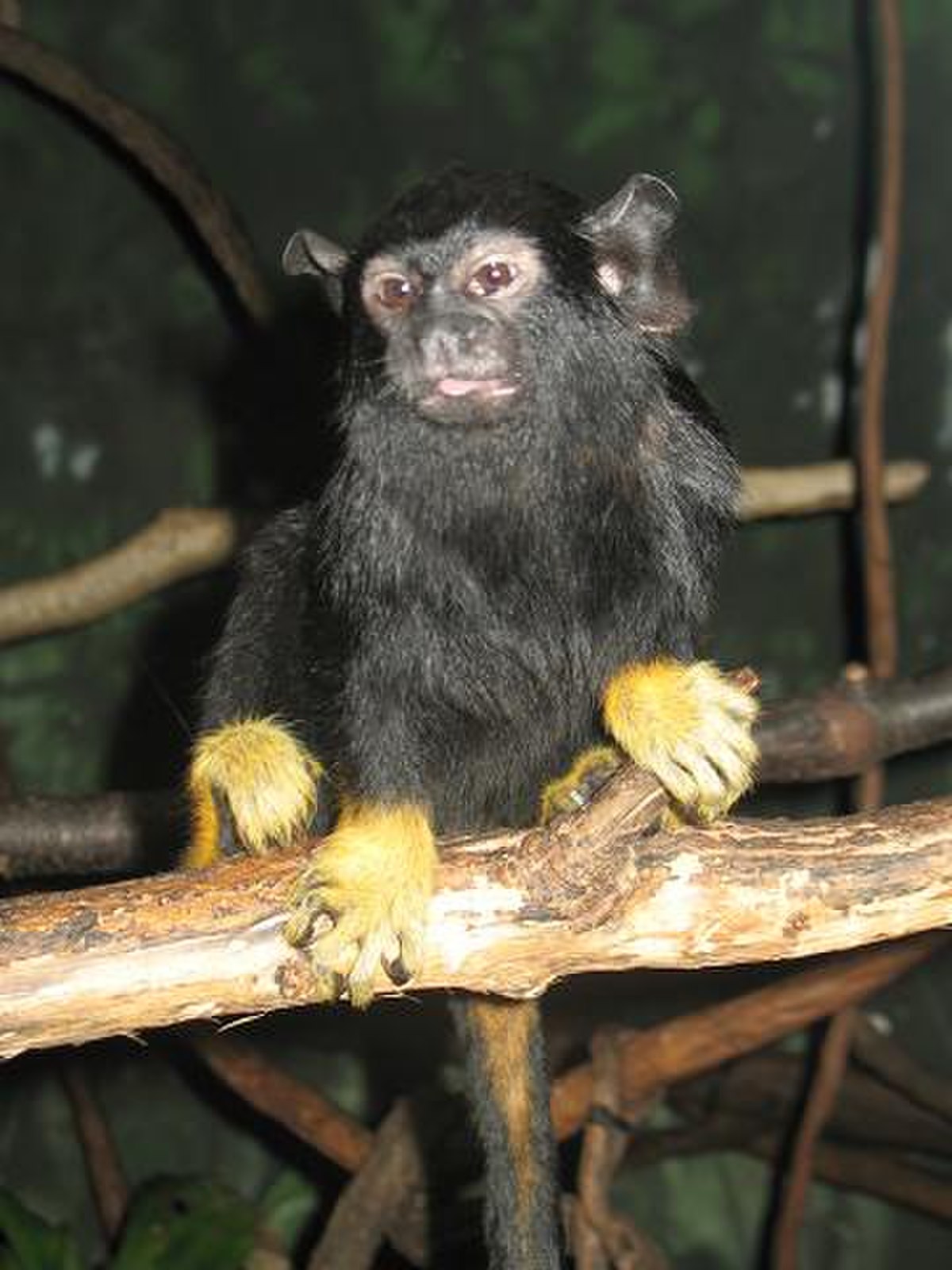 Tamarin à mains rousses