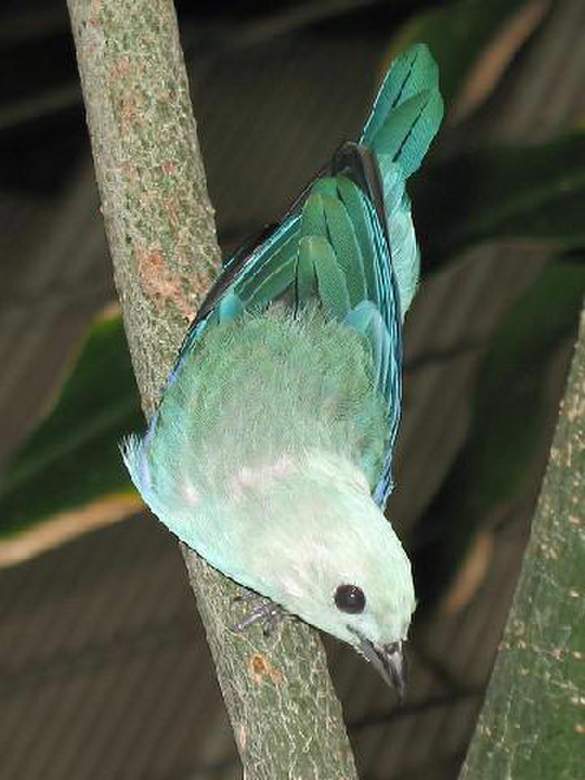 Thraupis