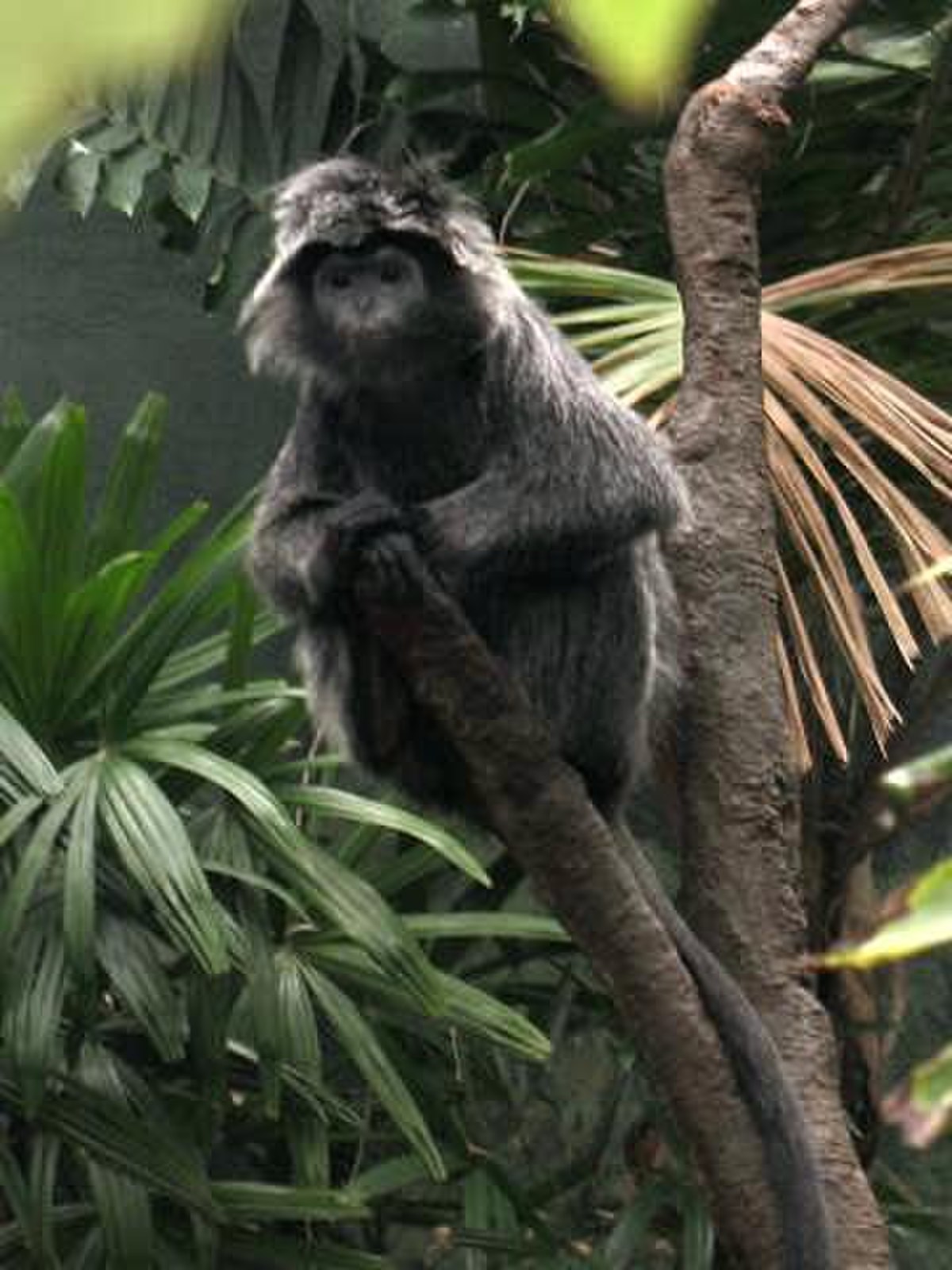 Langur de Java