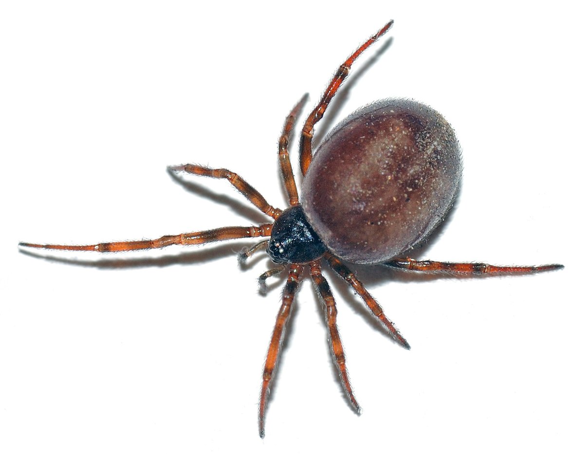 Theridiidae