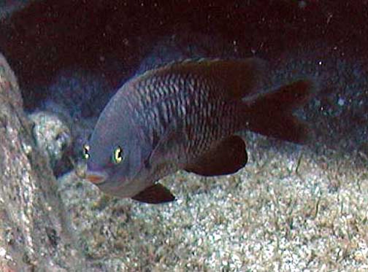 Stegastes