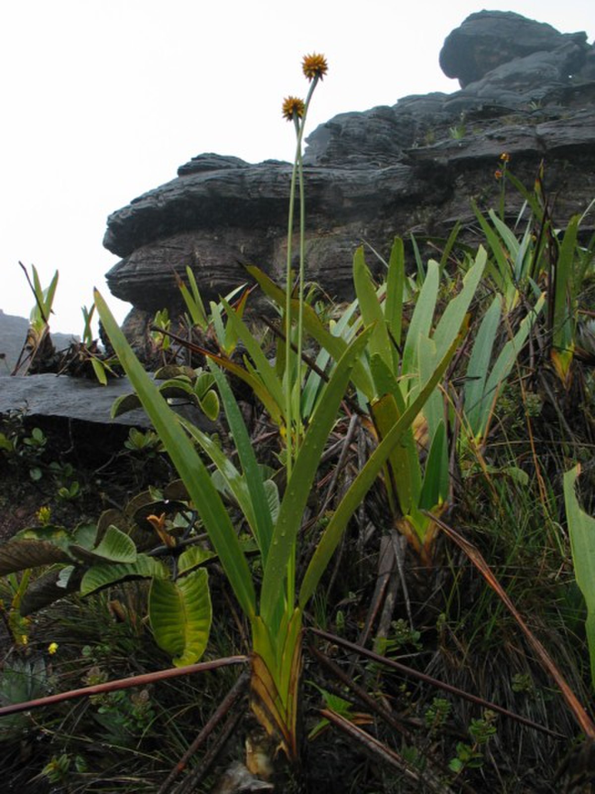 Rapateaceae