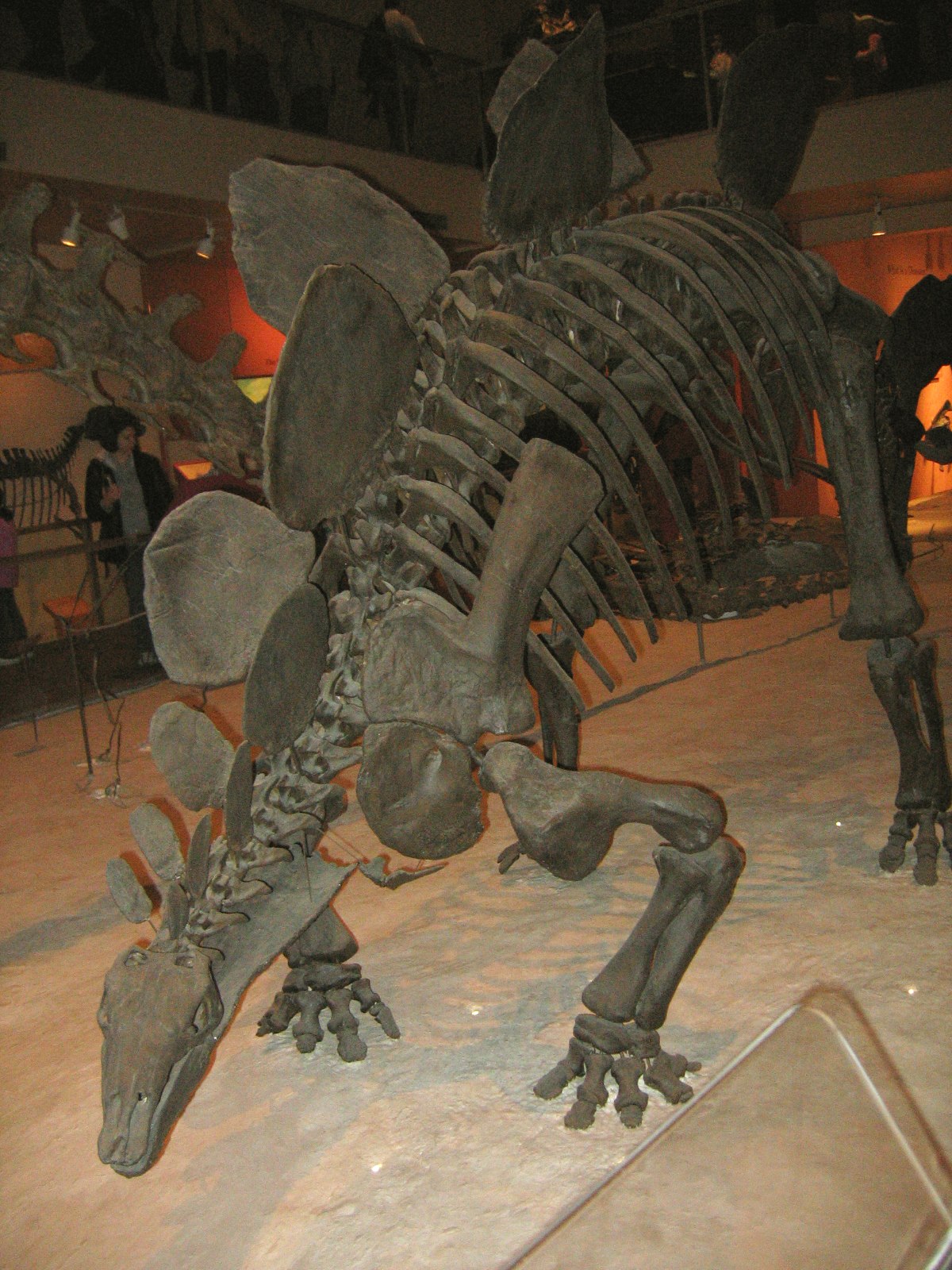 Stegosauria