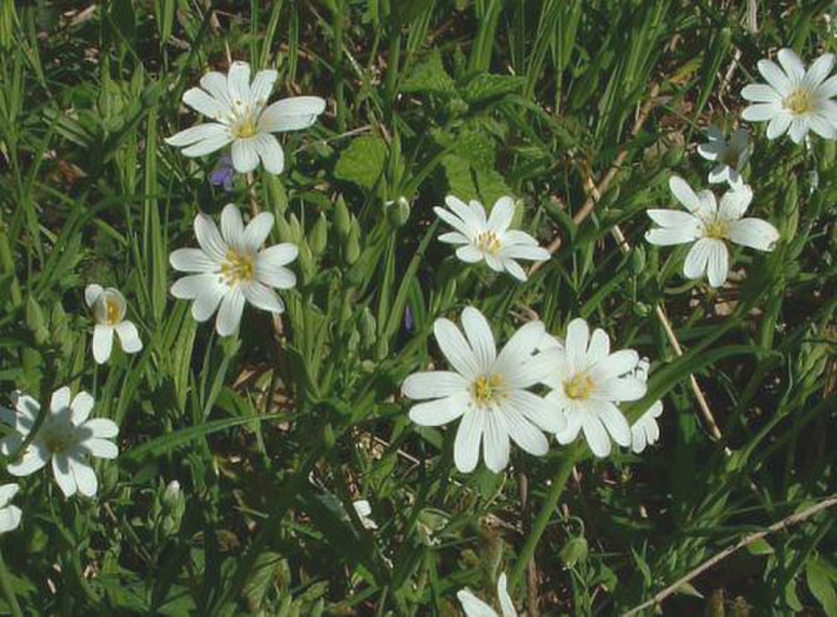 Stellaire
