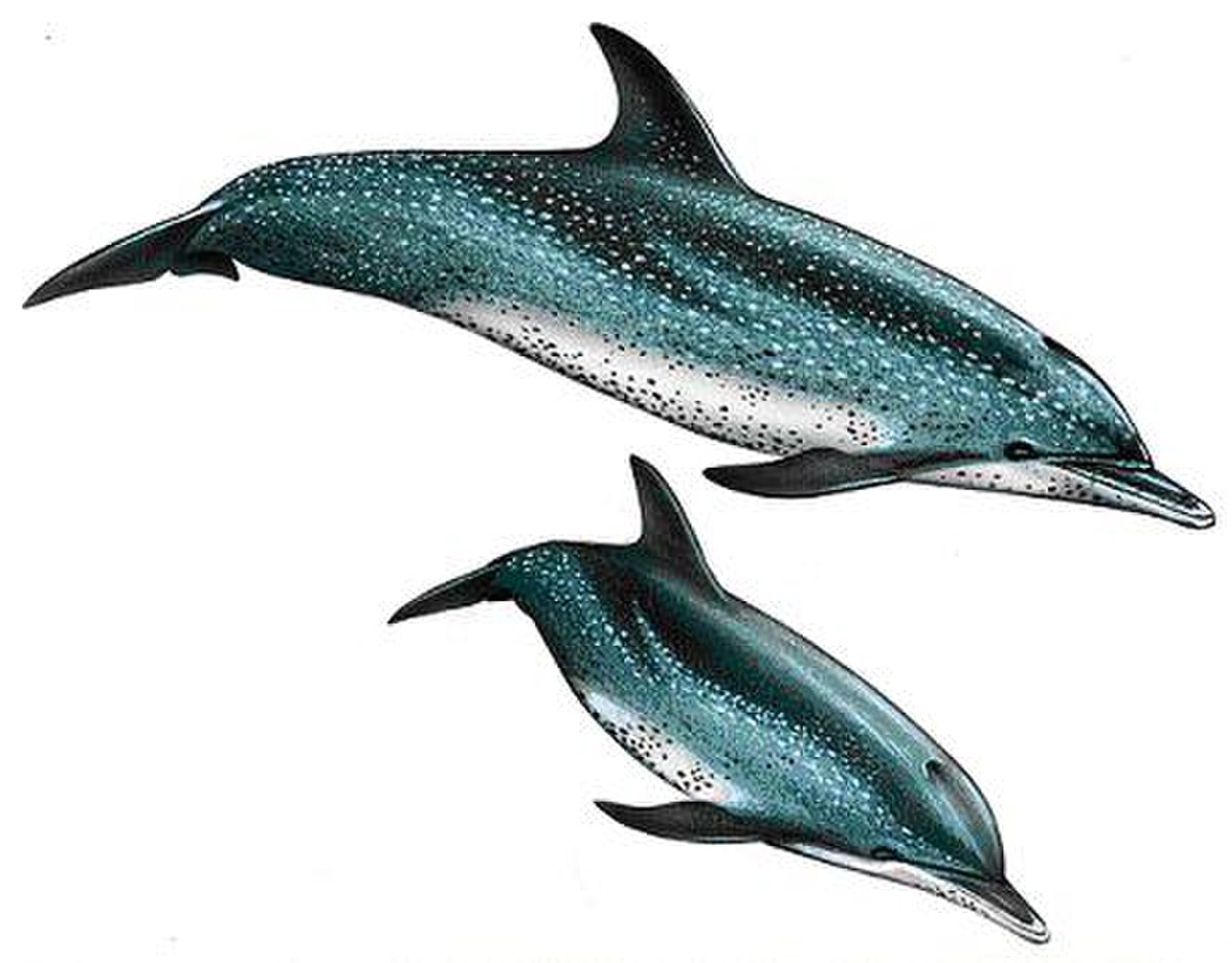 Dauphin tacheté de l'Atlantique