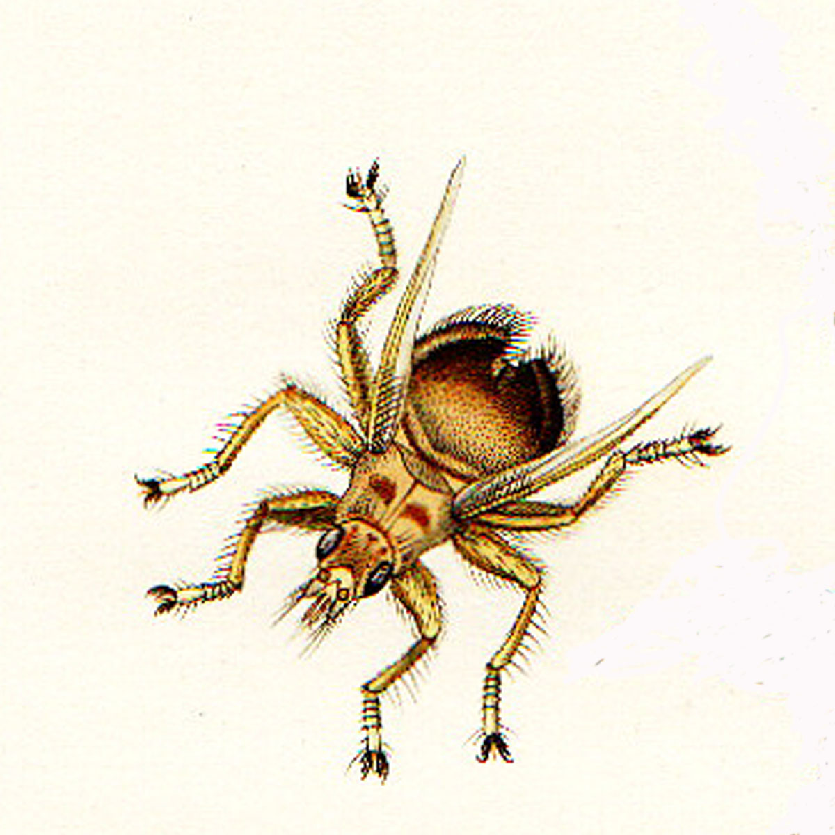 Hippoboscidae