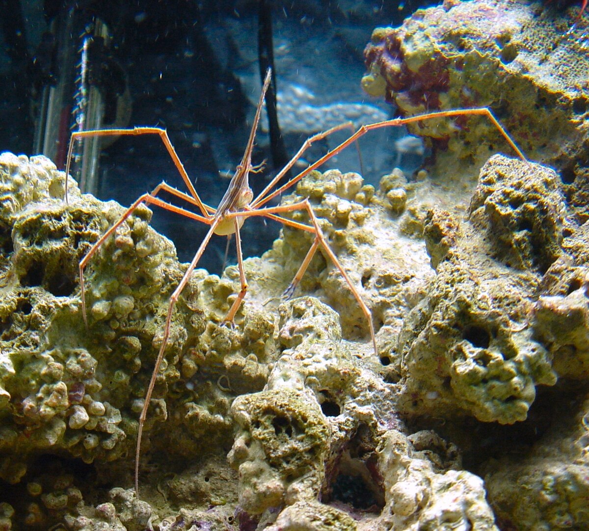 Stenorhynchus