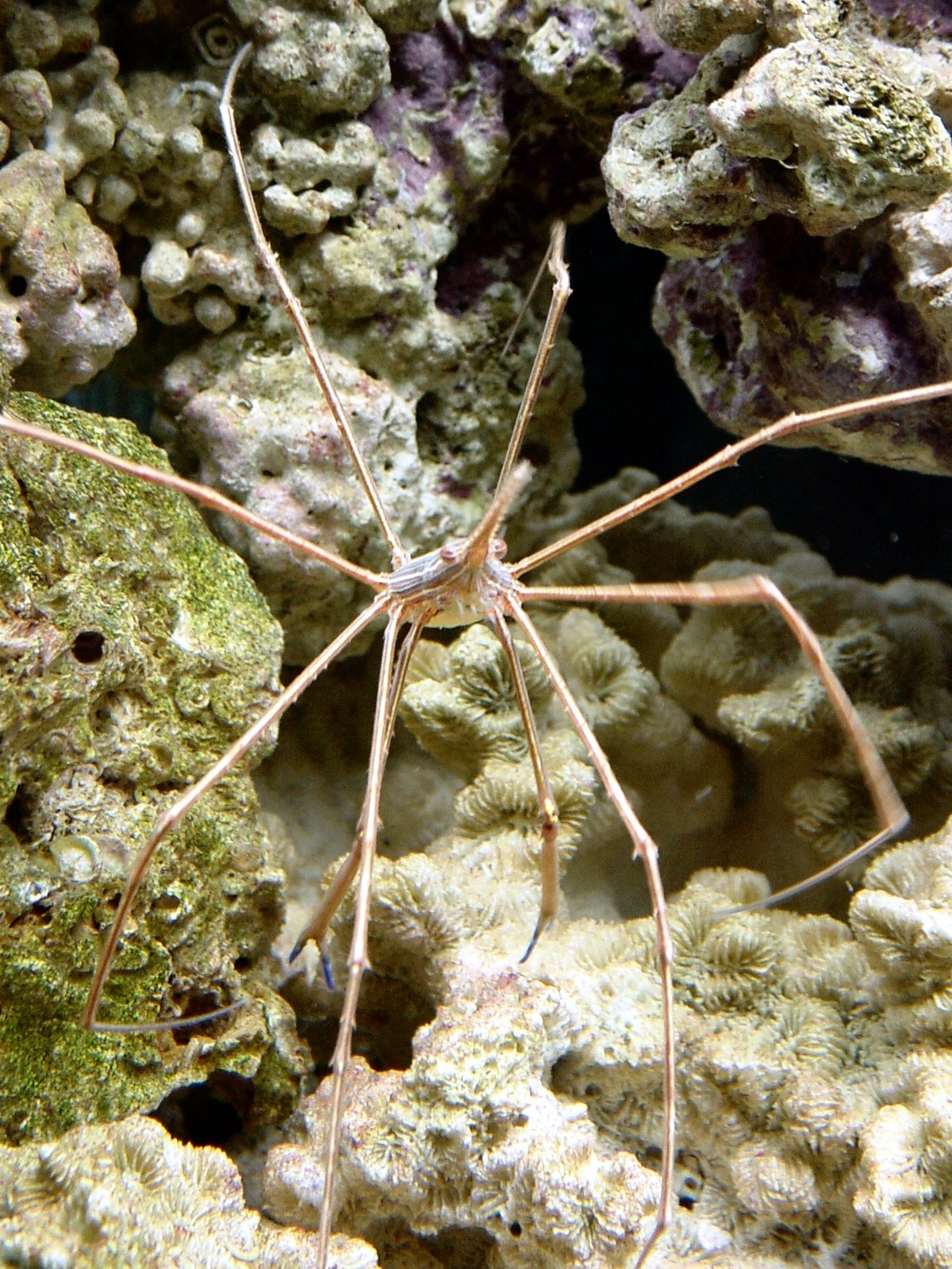 Crabe flèche