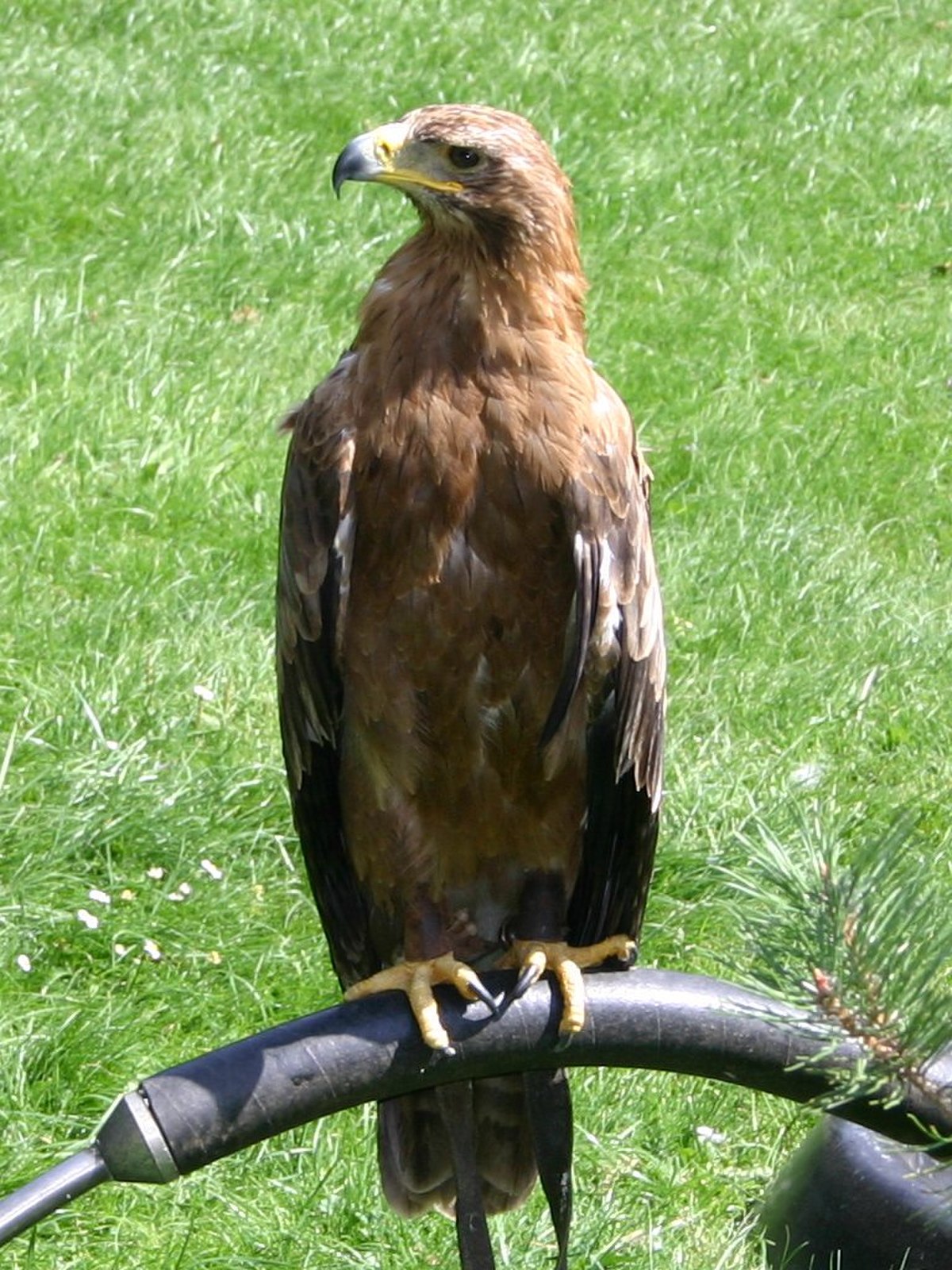 Aquila (genre)