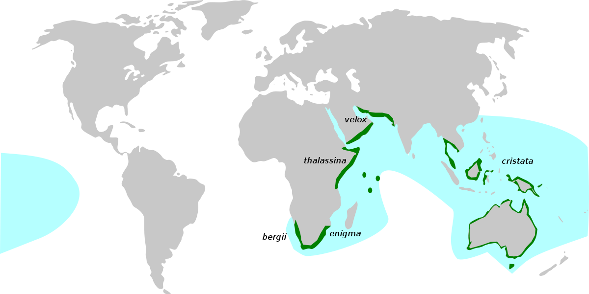 SternaBergiMap2.svg