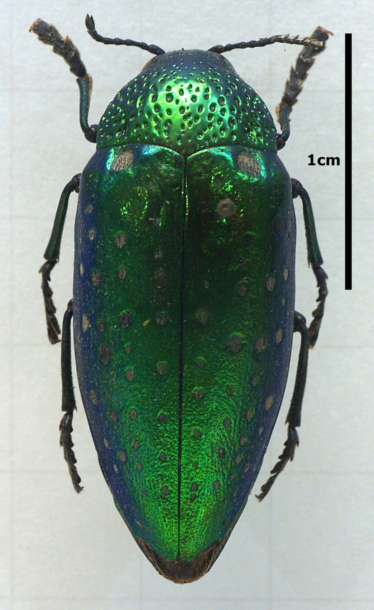 Sternocera