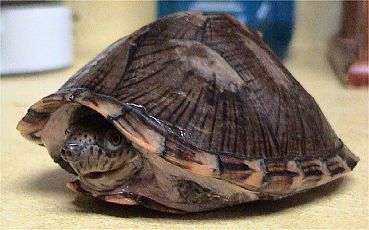 Sternotherus carinatus