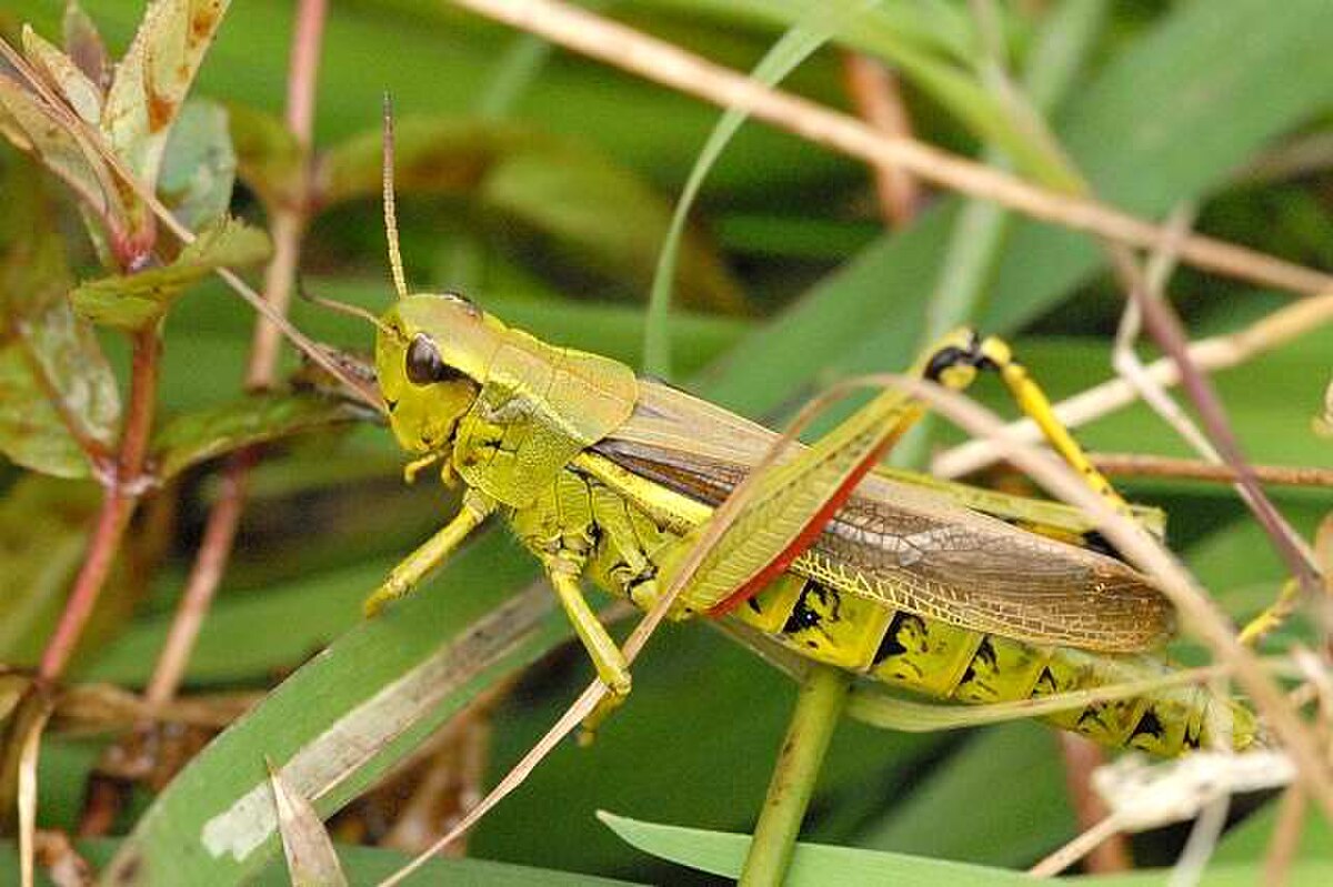 Stethophyma.grossum.-.lindsey.jpg