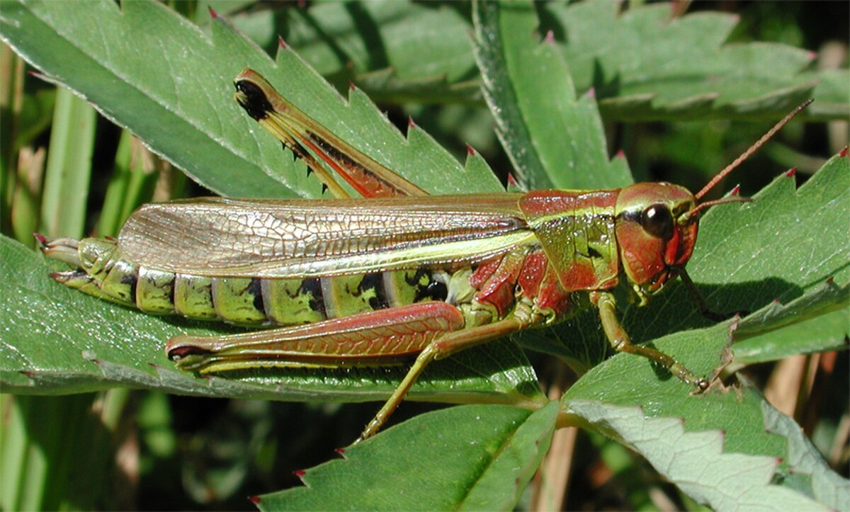 Stethophyma grossum