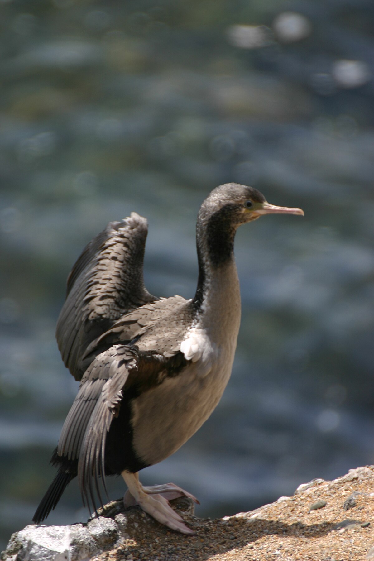Cormoran moucheté