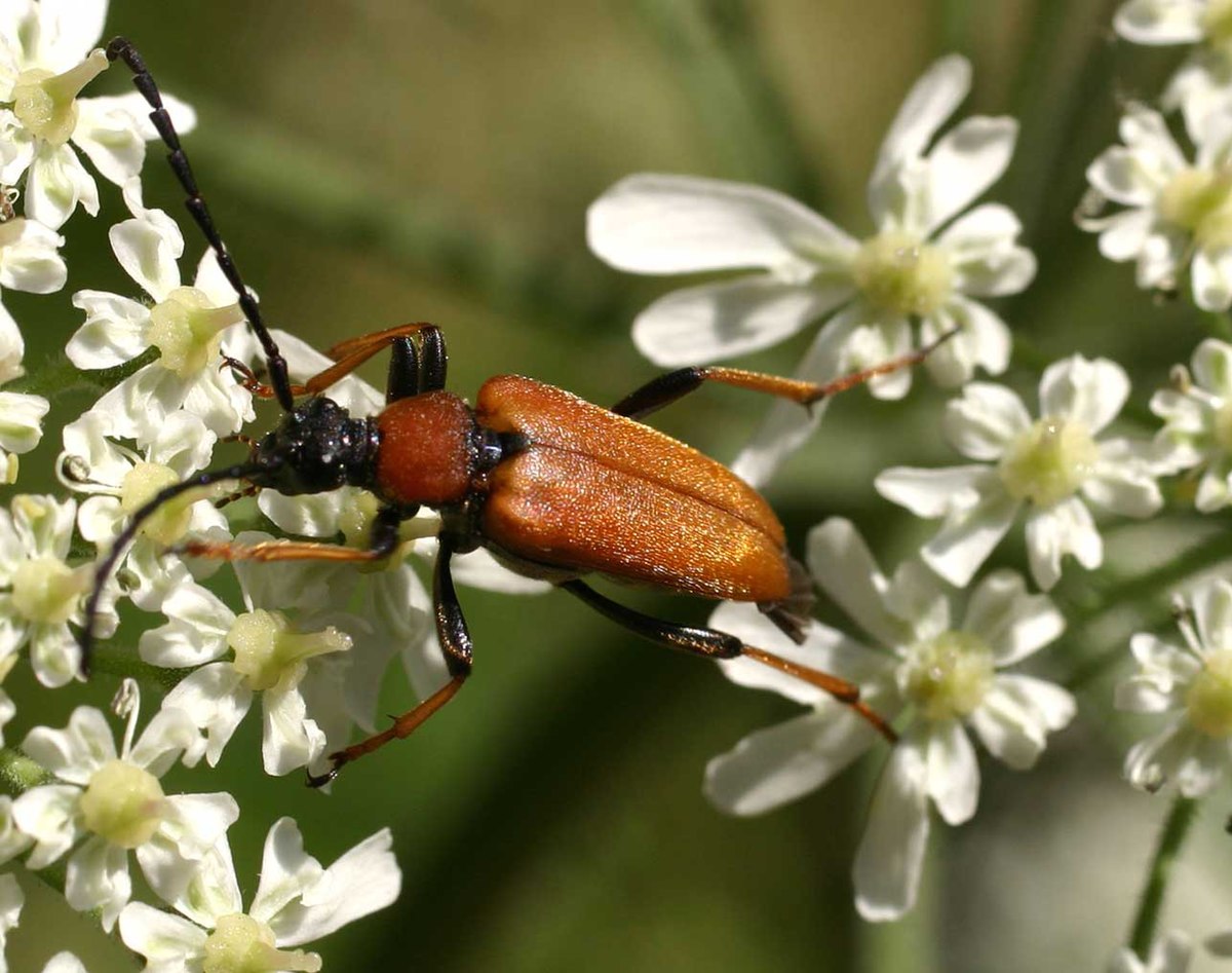 Stictoleptura