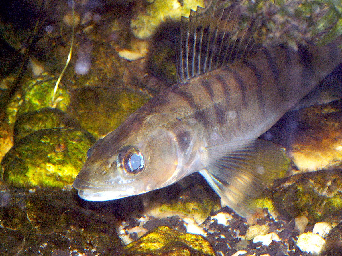StizostedionLuciopercaAquarium.JPG