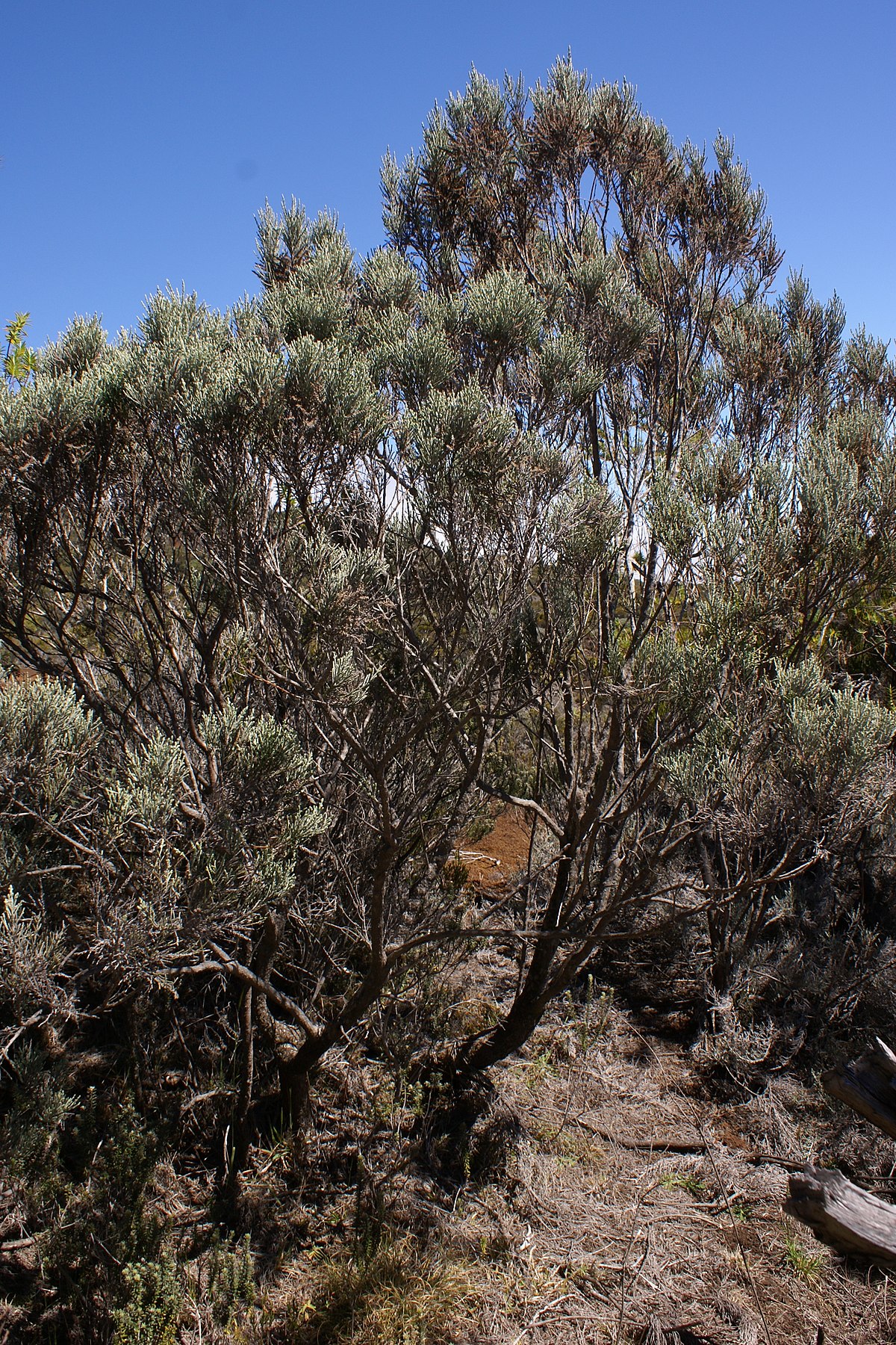 Stoebe passerinoides
