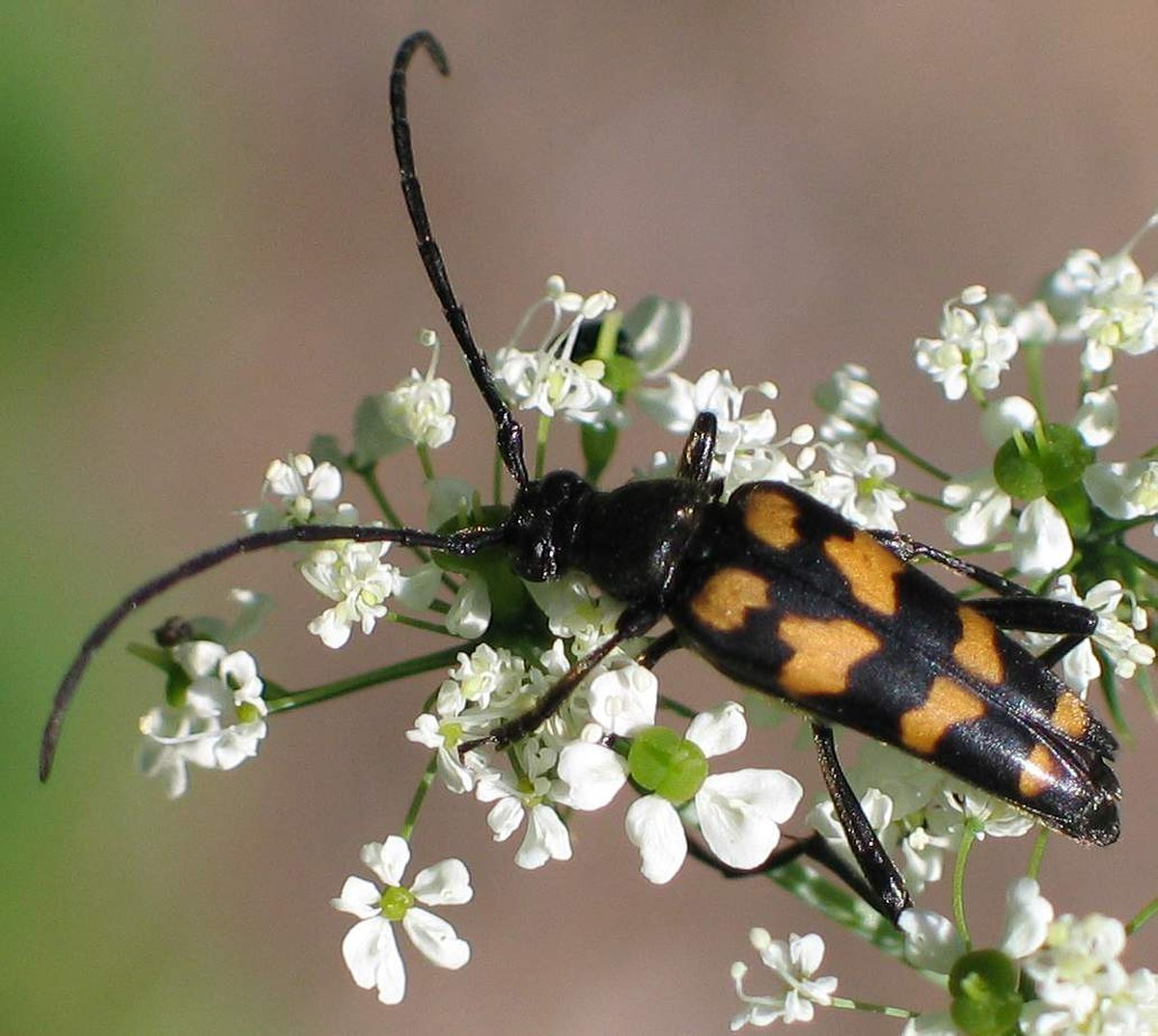 Lepturini