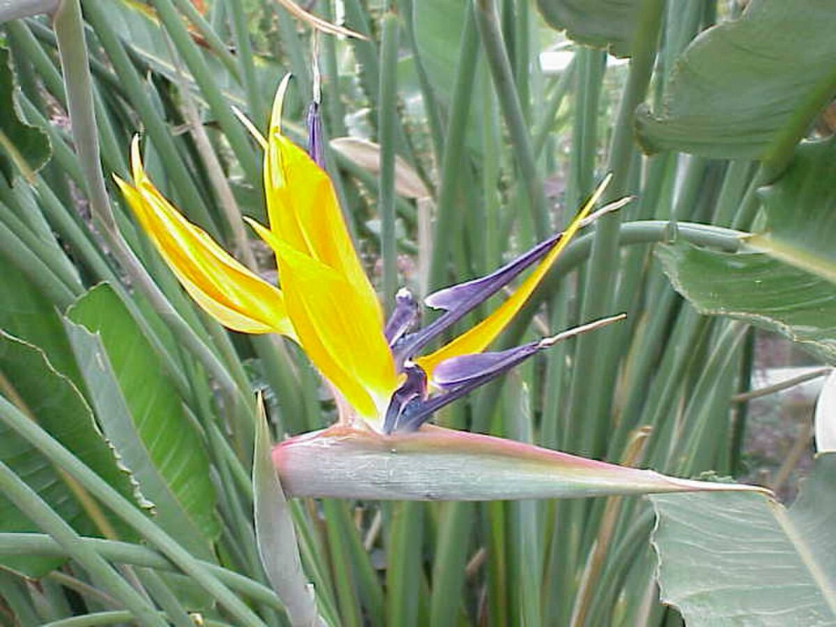 Strelitziaceae