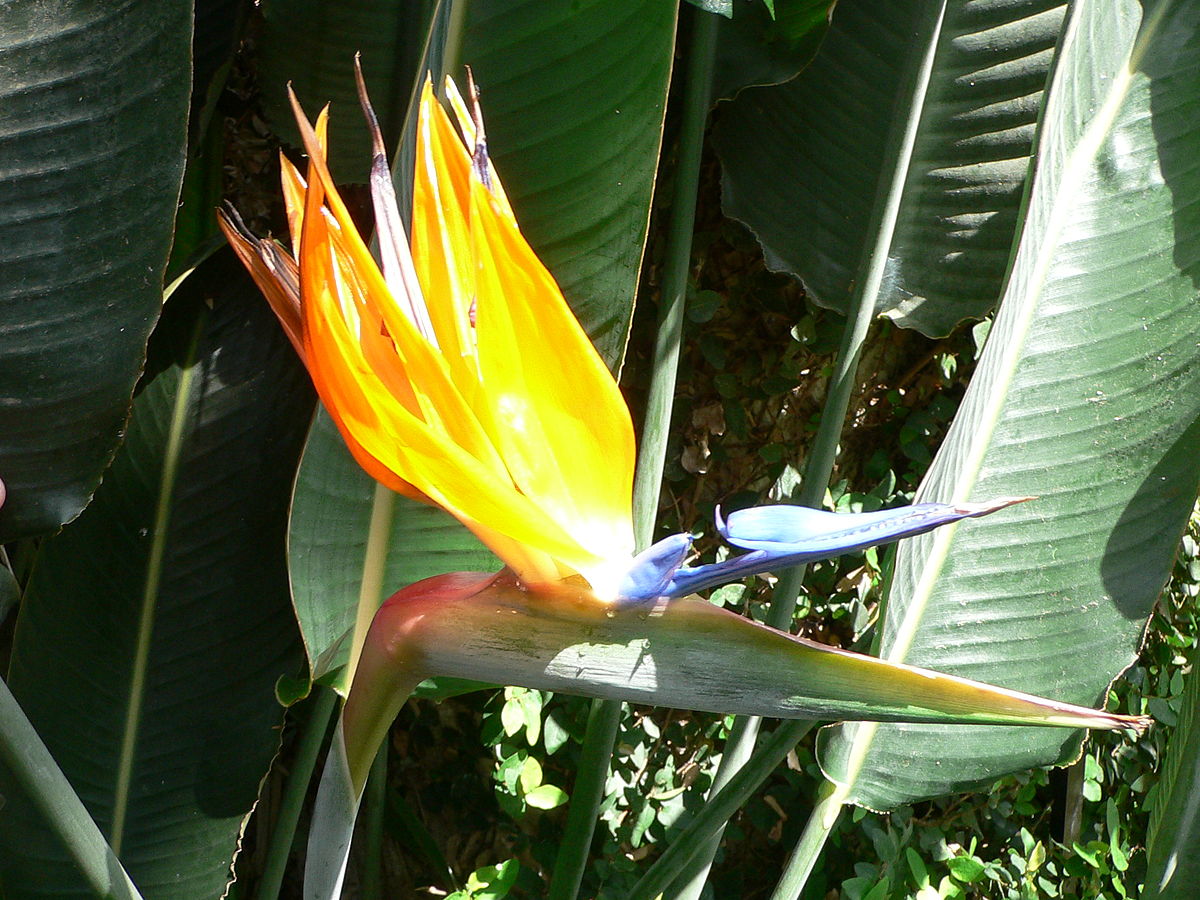 Strelitzia reginae