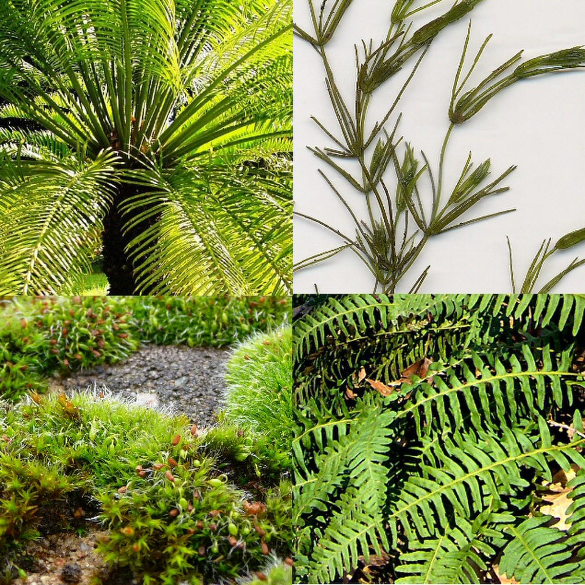 alt= De gauche à droite et de haut en bas : * Cycas circinalis * Chara globularis * Briophyte (mousse) indéterminée * Polypodium virginianum