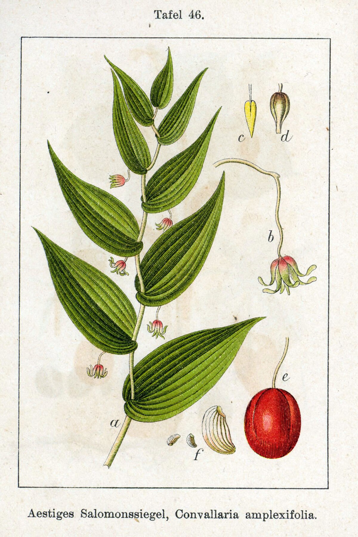 Streptopus amplexifolius